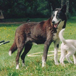 Sno-Sepp’s Elvira Of Sepp-Alta