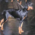Duffyco's Kalypso