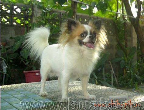 BUABAAN'S CHOTCHUANG