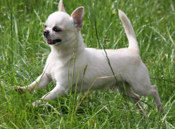BENDJAMIN OF FRIEND KENNEL