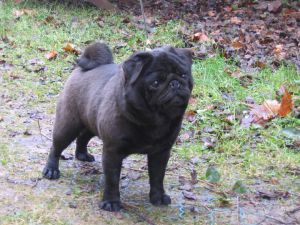 Rose-Windigo Angus Of Lordpug