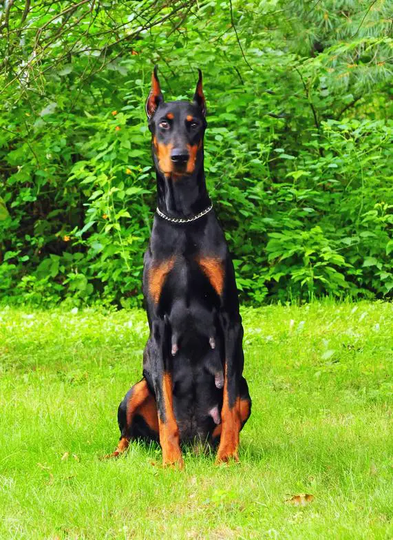 Superior Dobermans Lexus De Britton