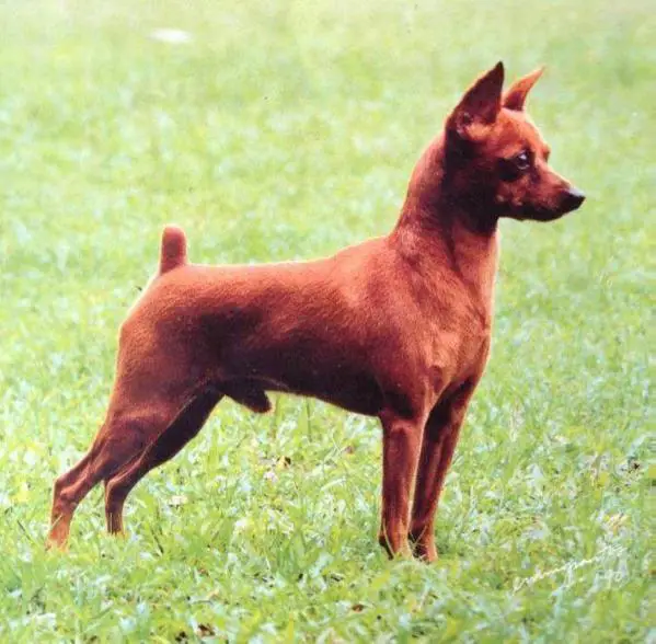 BAUTZEN's THE CONQUEROR (USA)