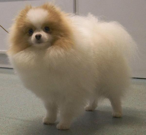 chars pomeranians