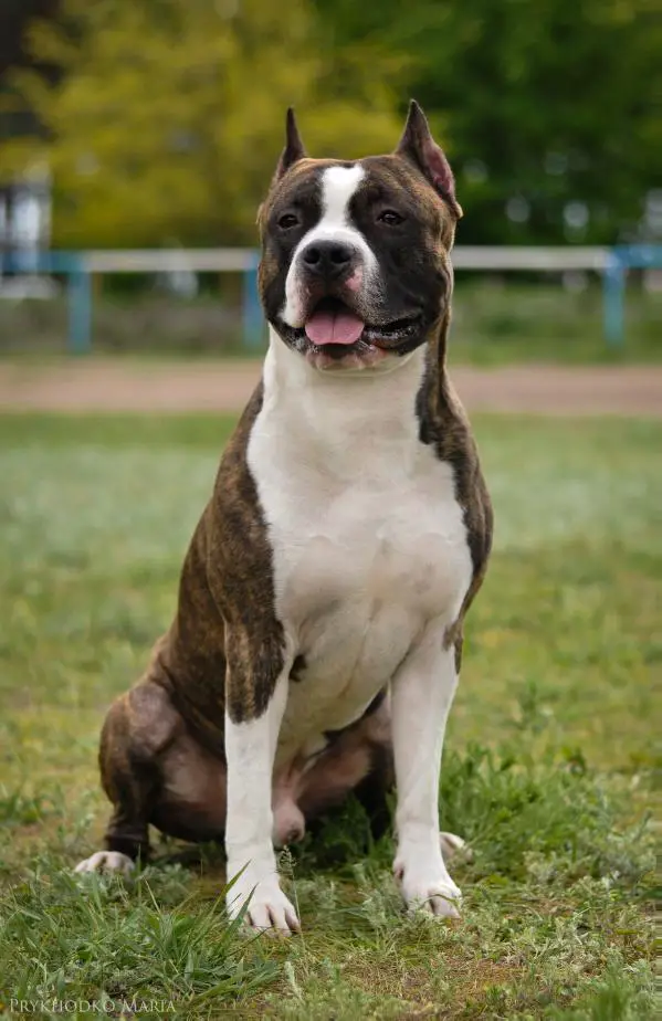 Ch ua. Ch ua. Ch ua. Палевый стаффордширский терьер. Ch ua.