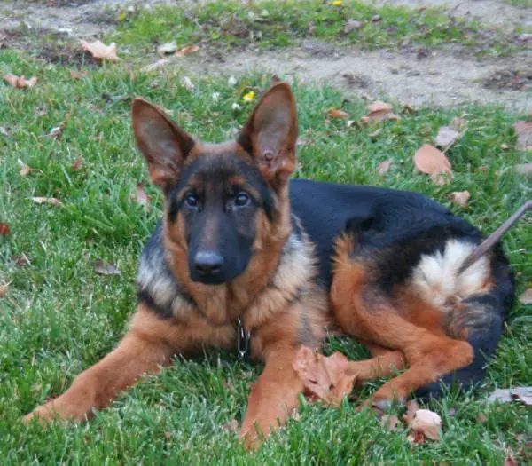 von aries german shepherds