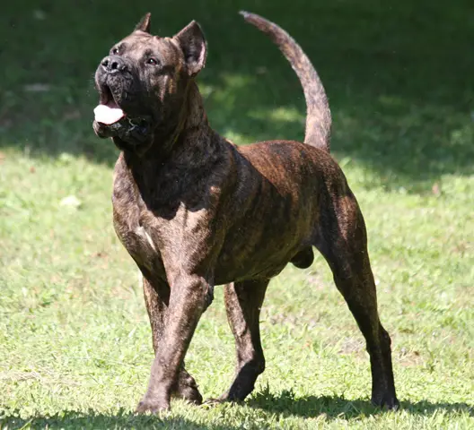 Rex RR