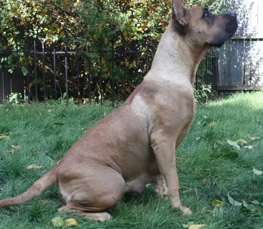 D&G's Roxy Bear