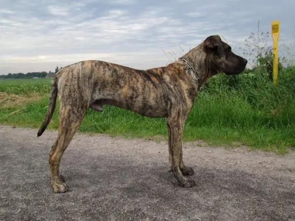 D&G's Marcellus