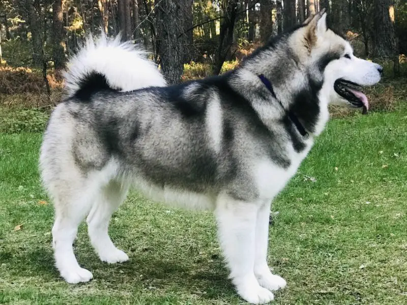 storm kloud malamutes