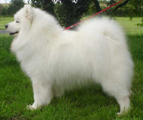 vandreem samoyeds