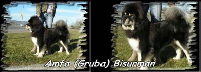 Amfa Bisurman
