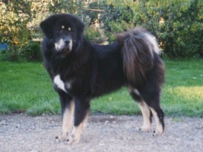 Njingma Strazce z Tibetu