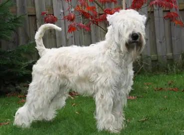 Wheaten Volunteer´s Prada
