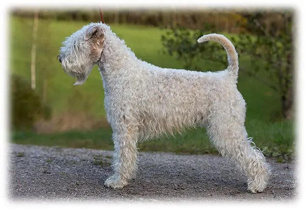 Wheaten Volunteer's Sean Lennon