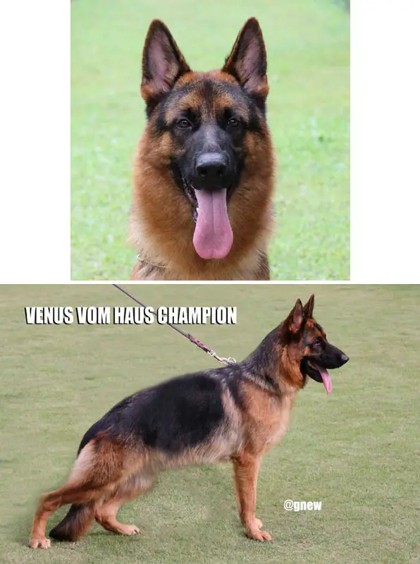 Venus Vom Haus Champion