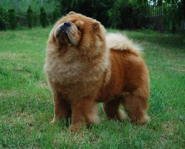 Shen Te Chows Celebrity