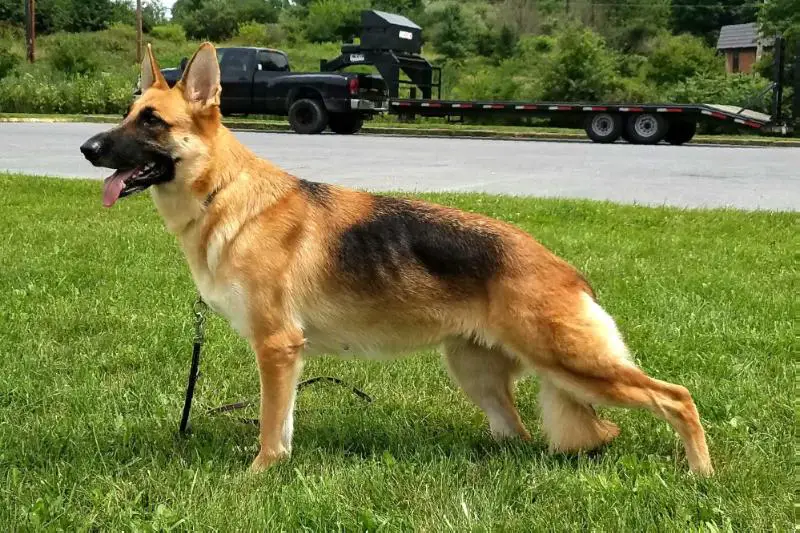 german shepherd fish