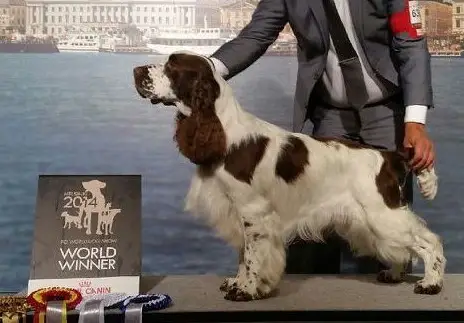 Art-Waves Top Dog