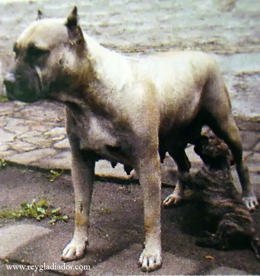 Hera Przystan Abelarda