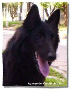 Agnese del Crepúsculo Sur