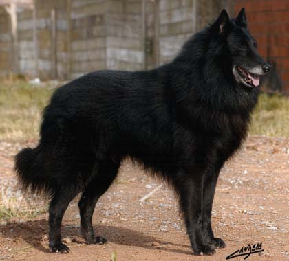 Polilla du Tulipe Noir