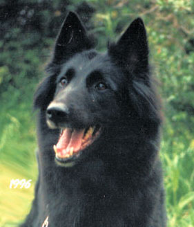 Belle Chienne de 3-FI