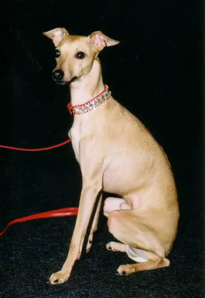 Adelchi Sirio
