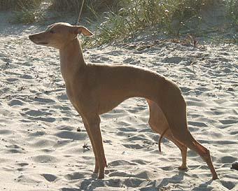 Eugenios Juliet Capulet