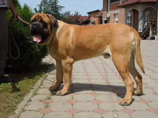 Azamat Aurora Panonica