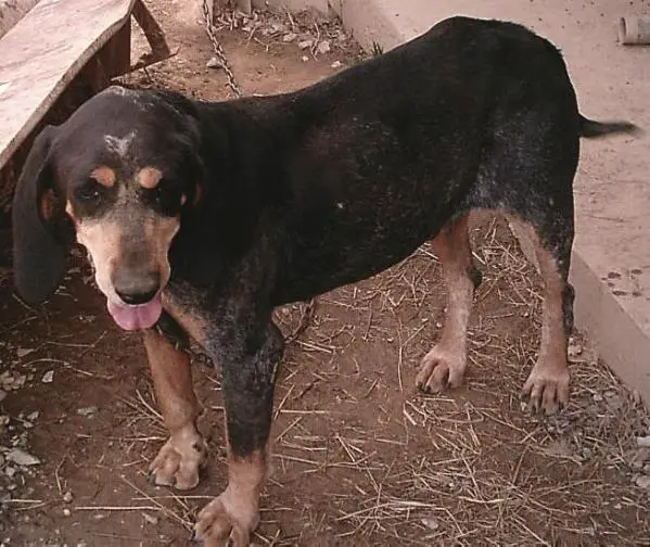 Vaughns Blue Dog Billy II