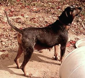 Vaughns Blue Dog Little Fly