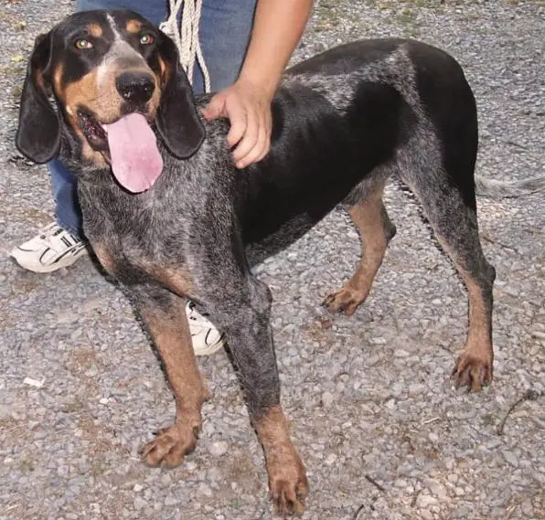 Schraders Blue Jed