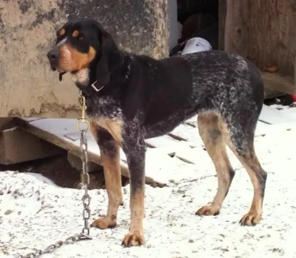 CoolWater Blue Anna Mae