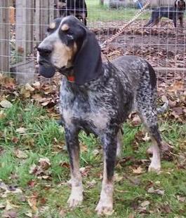 Tornado Alley Blue Sammie