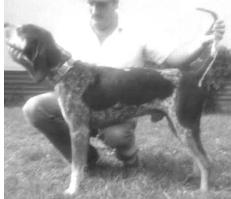 Adkins Blue Dog Blue III