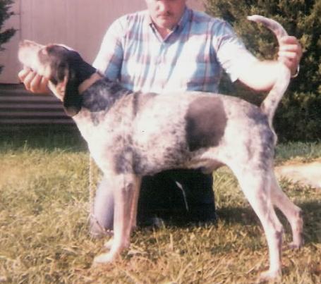 Adkins Blue Dog Lead
