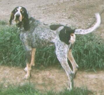CoolWater Blue Boomer II