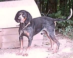 Adkins Blue Dog Blue VIII