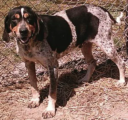 Adkins Bluedog Blue Henry V