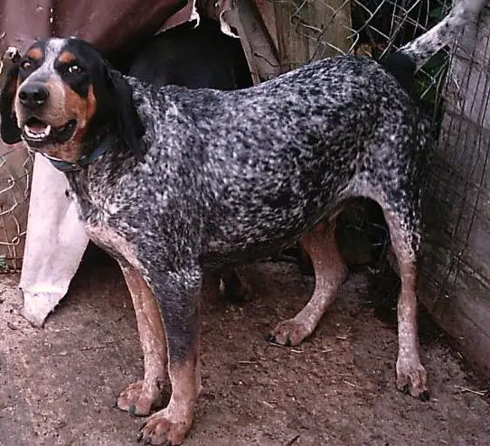 Adkins Blue Dog Fly