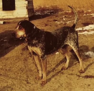 Adkins Blue Dog Henry
