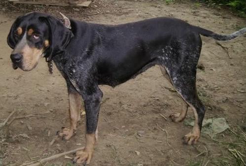 CoolWater Blue Dixie