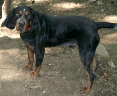 Snowy River Ol Blue Preacher