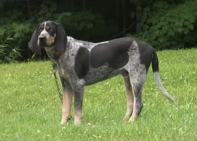 Gatewoods Blue Dog Timber Jack