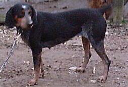 Adkins Blue Dog Maggie