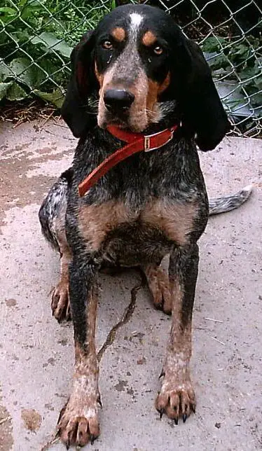 Flatwoods Run Blue Linda