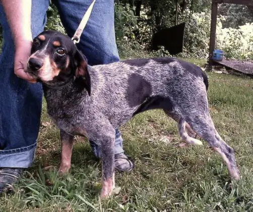 Adkins Blue Dog Dixie VI