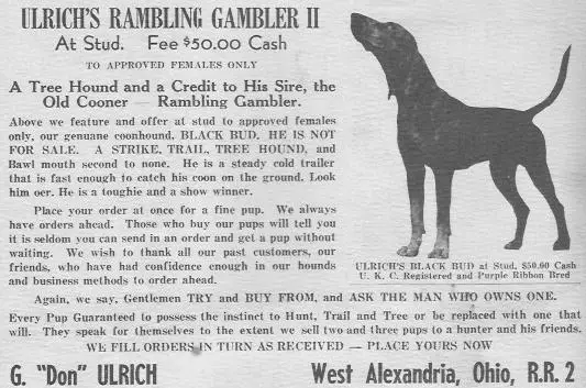 Ulrich Rambling Gambler II