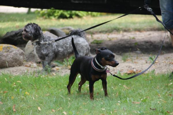 Rock`N Bark Crash Diet